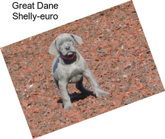 Great Dane Shelly-euro