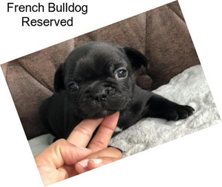 French Bulldog Reserved