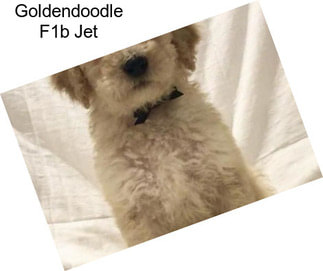 Goldendoodle F1b Jet