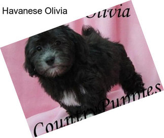 Havanese Olivia