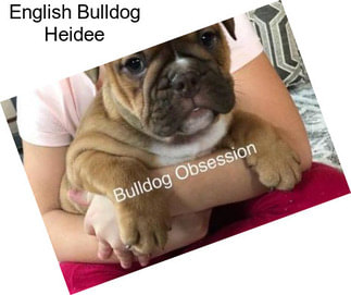 English Bulldog Heidee