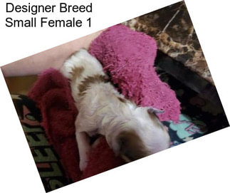 Designer Breed Small Female 1
