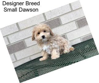 Designer Breed Small Dawson