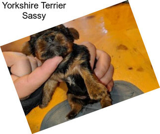 Yorkshire Terrier Sassy