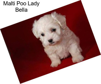 Malti Poo Lady Bella