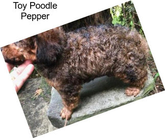 Toy Poodle Pepper