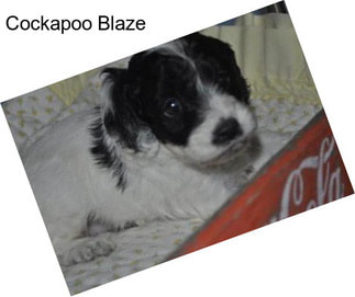 Cockapoo Blaze