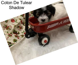 Coton De Tulear Shadow