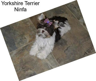 Yorkshire Terrier Ninfa