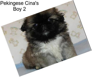 Pekingese Cina\'s Boy 2