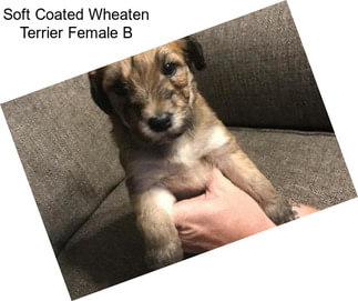 Soft Coated Wheaten Terrier Female B