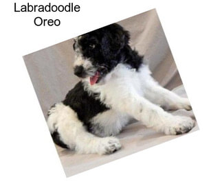 Labradoodle Oreo