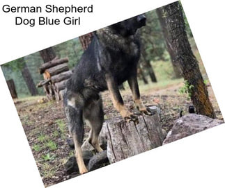 German Shepherd Dog Blue Girl