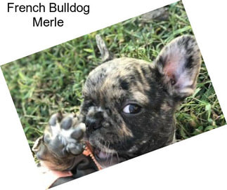 French Bulldog Merle