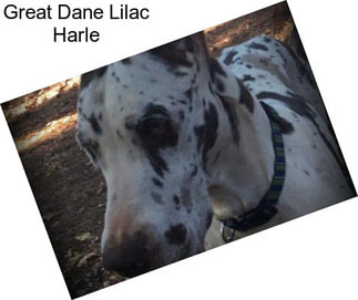 Great Dane Lilac Harle