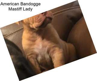American Bandogge Mastiff Lady