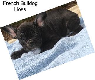 French Bulldog Hoss