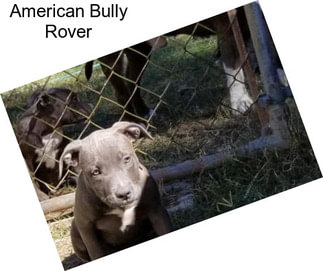 American Bully Rover