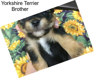 Yorkshire Terrier Brother