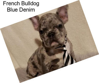 French Bulldog Blue Denim