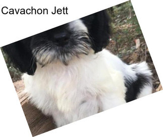 Cavachon Jett