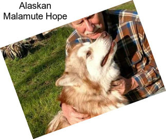 Alaskan Malamute Hope