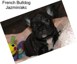 French Bulldog Jazmin/akc