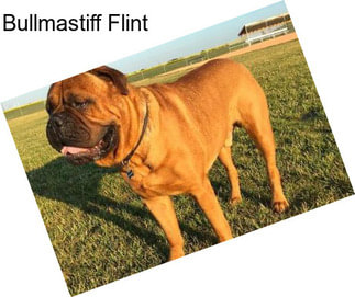 Bullmastiff Flint