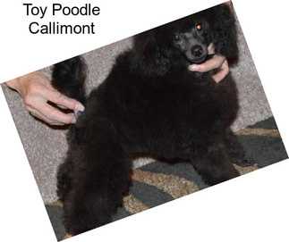 Toy Poodle Callimont
