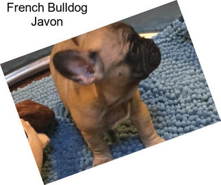 French Bulldog Javon