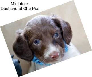 Miniature Dachshund Cho Pie