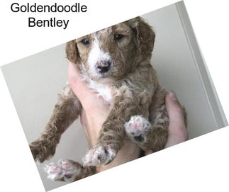 Goldendoodle Bentley