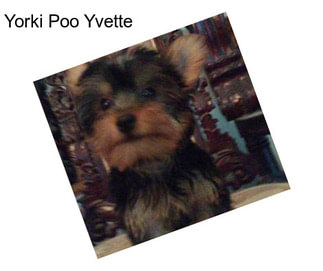 Yorki Poo Yvette