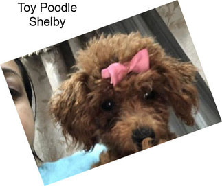 Toy Poodle Shelby