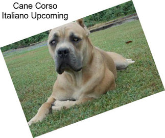 Cane Corso Italiano Upcoming