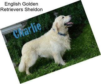 English Golden Retrievers Sheldon