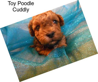 Toy Poodle Cuddly