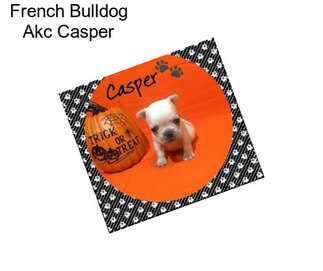 French Bulldog Akc Casper