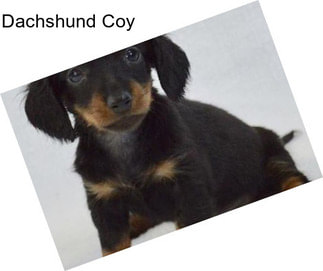 Dachshund Coy