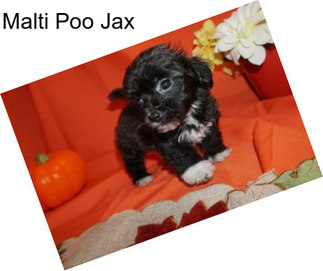 Malti Poo Jax