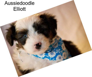 Aussiedoodle Elliott