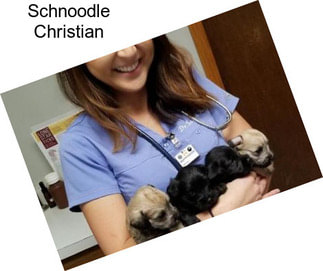 Schnoodle Christian