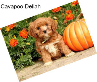 cavapoo agriseek petzlover california