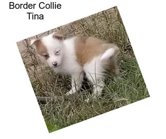 Border Collie Tina