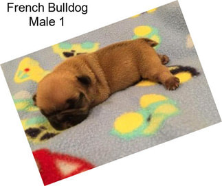 French Bulldog Male 1