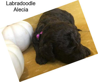 Labradoodle Alecia