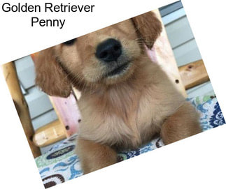 Golden Retriever Penny