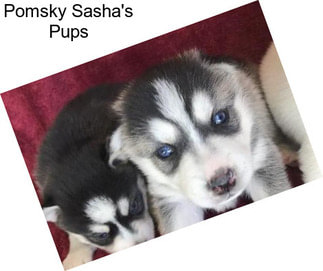 Pomsky Sasha\'s Pups