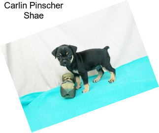 Carlin Pinscher Shae