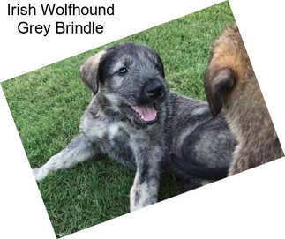Irish Wolfhound Grey Brindle